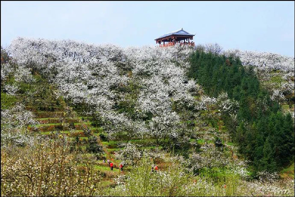 【春天，广西桂林灌阳县向您发出邀请！】我们在灌阳看梨花 - 游山玩水 - 丽水生活社区 - 丽水28生活网 lishui.28life.net