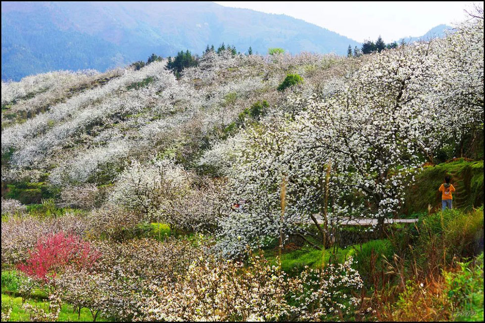 【春天，广西桂林灌阳县向您发出邀请！】我们在灌阳看梨花 - 游山玩水 - 丽水生活社区 - 丽水28生活网 lishui.28life.net