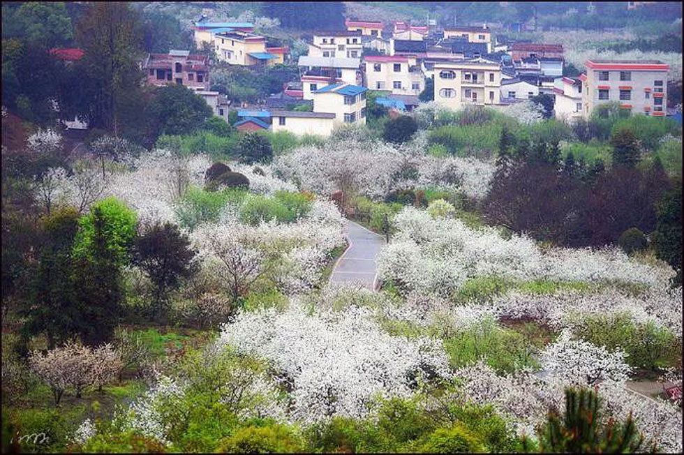 【春天，广西桂林灌阳县向您发出邀请！】我们在灌阳看梨花 - 游山玩水 - 丽水生活社区 - 丽水28生活网 lishui.28life.net