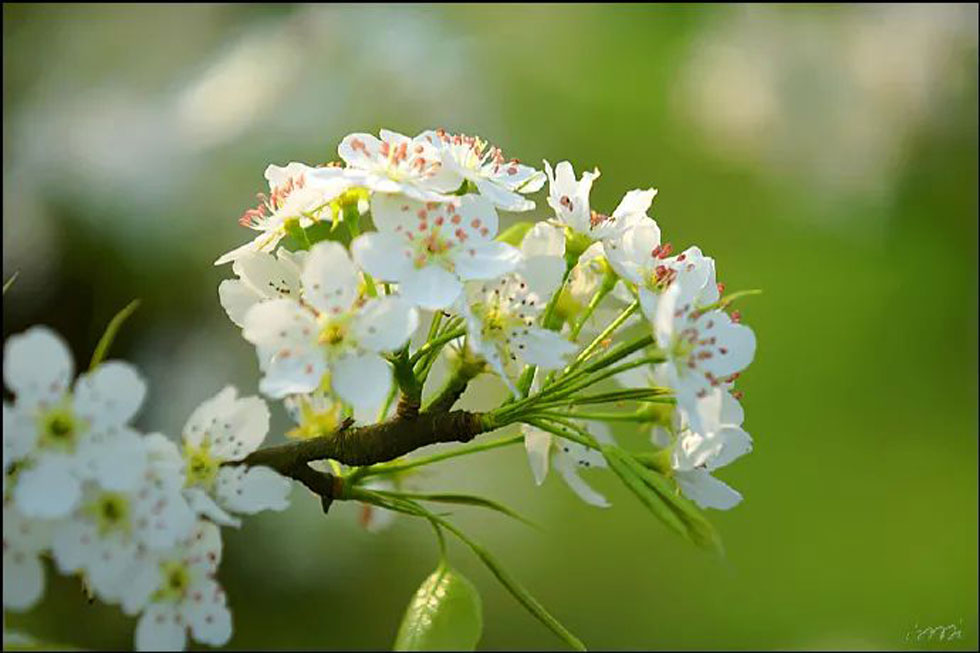 【春天，广西桂林灌阳县向您发出邀请！】我们在灌阳看梨花 - 游山玩水 - 丽水生活社区 - 丽水28生活网 lishui.28life.net