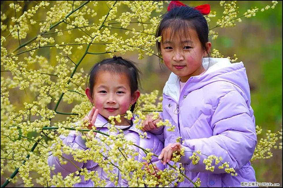 【春天，广西桂林灌阳县向您发出邀请！】米珠山前有片山苍子花在飘香 - 游山玩水 - 丽水生活社区 - 丽水28生活网 lishui.28life.net