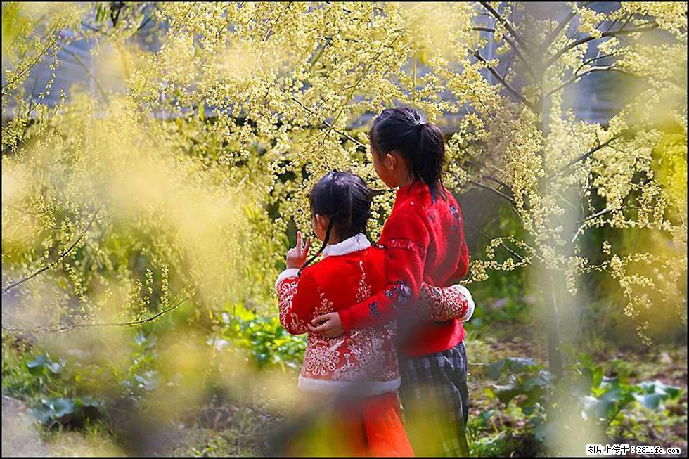 【春天，广西桂林灌阳县向您发出邀请！】米珠山前有片山苍子花在飘香 - 游山玩水 - 丽水生活社区 - 丽水28生活网 lishui.28life.net