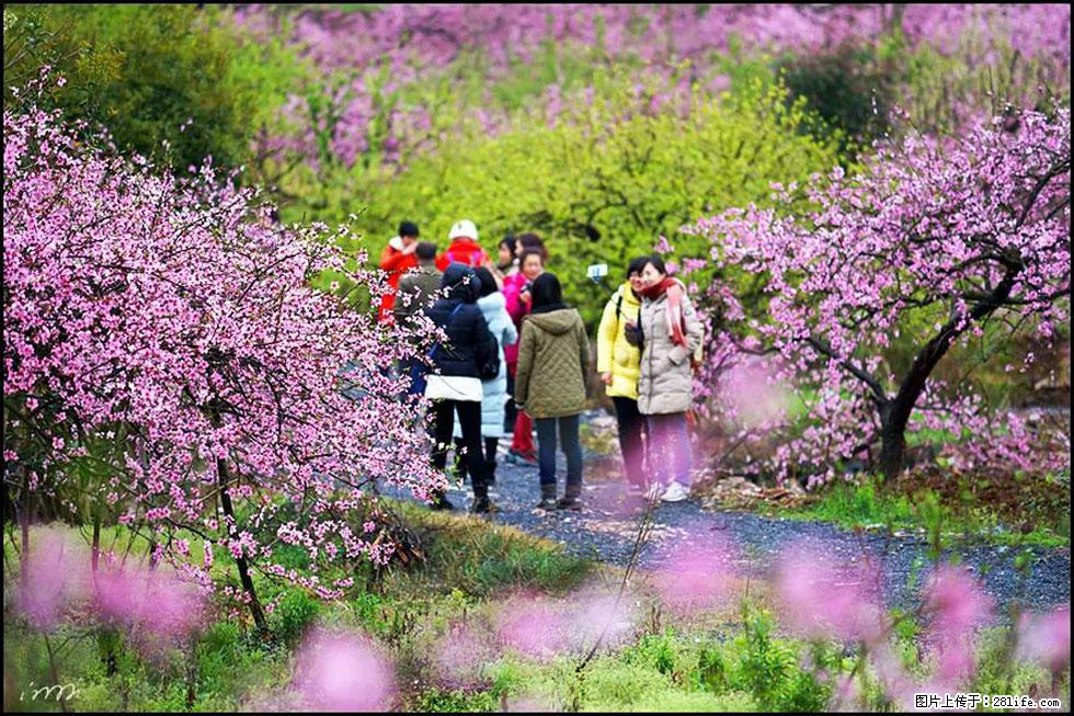 【春天，广西桂林灌阳县向您发出邀请！】官庄村有个醉美的桃花园 - 游山玩水 - 丽水生活社区 - 丽水28生活网 lishui.28life.net