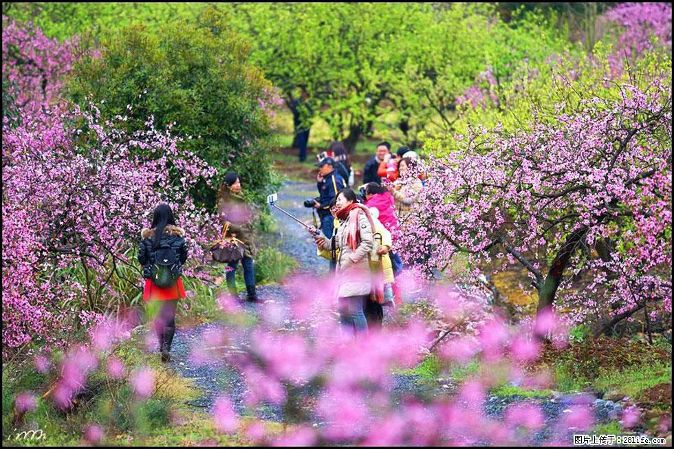 【春天，广西桂林灌阳县向您发出邀请！】官庄村有个醉美的桃花园 - 游山玩水 - 丽水生活社区 - 丽水28生活网 lishui.28life.net