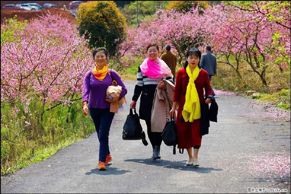 【春天，广西桂林灌阳县向您发出邀请！】官庄村有个醉美的桃花园 - 游山玩水 - 丽水生活社区 - 丽水28生活网 lishui.28life.net