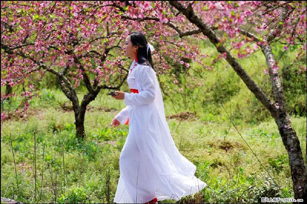 【春天，广西桂林灌阳县向您发出邀请！】官庄村有个醉美的桃花园 - 游山玩水 - 丽水生活社区 - 丽水28生活网 lishui.28life.net