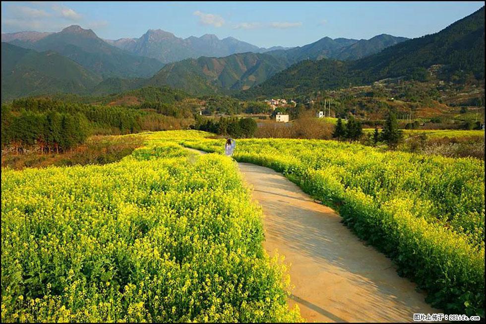 【春天，广西桂林灌阳县向您发出邀请！】长坪村油菜盛情花开 - 游山玩水 - 丽水生活社区 - 丽水28生活网 lishui.28life.net