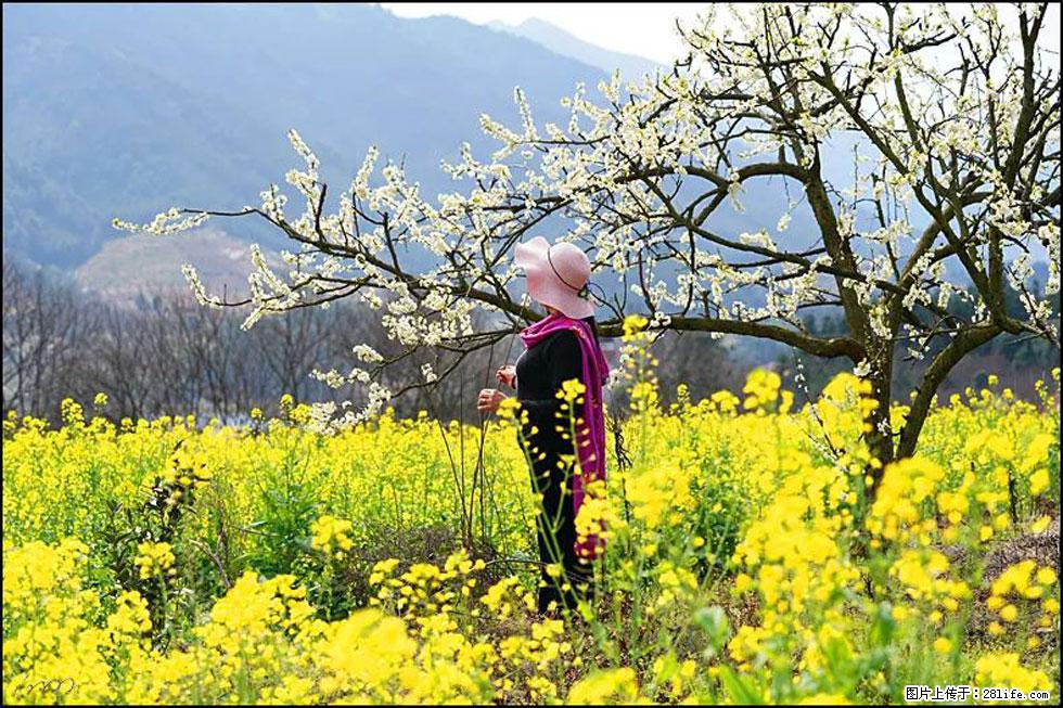 【春天，广西桂林灌阳县向您发出邀请！】长坪村油菜盛情花开 - 游山玩水 - 丽水生活社区 - 丽水28生活网 lishui.28life.net