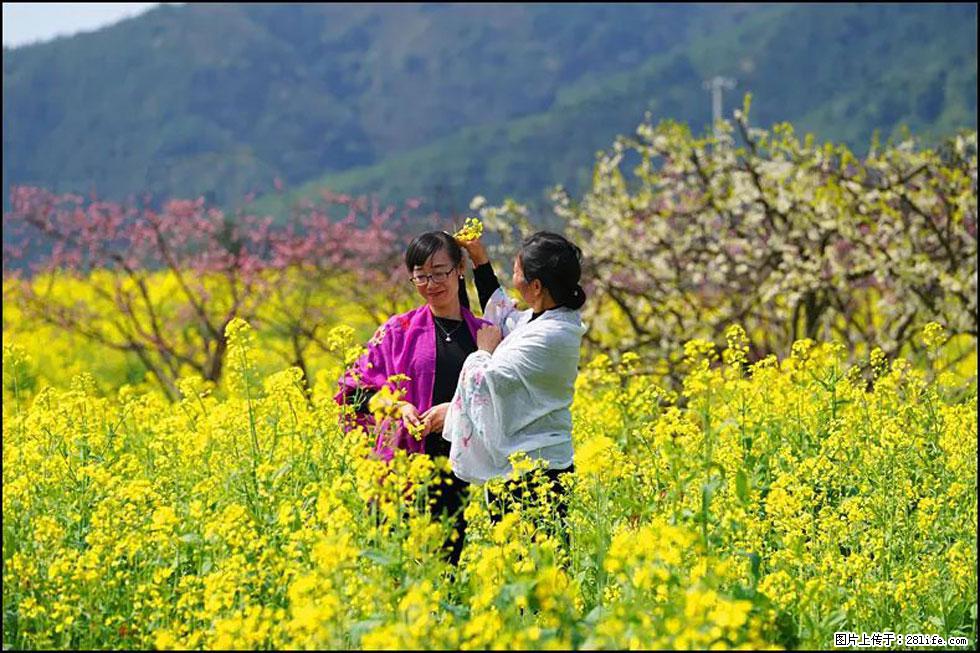 【春天，广西桂林灌阳县向您发出邀请！】长坪村油菜盛情花开 - 游山玩水 - 丽水生活社区 - 丽水28生活网 lishui.28life.net