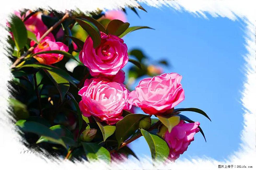 【春天，广西桂林灌阳县向您发出邀请！】杨柳井茶花惹人爱 - 游山玩水 - 丽水生活社区 - 丽水28生活网 lishui.28life.net