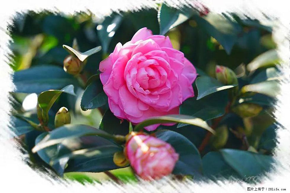 【春天，广西桂林灌阳县向您发出邀请！】杨柳井茶花惹人爱 - 游山玩水 - 丽水生活社区 - 丽水28生活网 lishui.28life.net