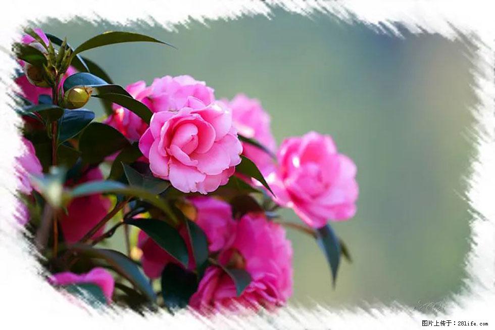 【春天，广西桂林灌阳县向您发出邀请！】杨柳井茶花惹人爱 - 游山玩水 - 丽水生活社区 - 丽水28生活网 lishui.28life.net