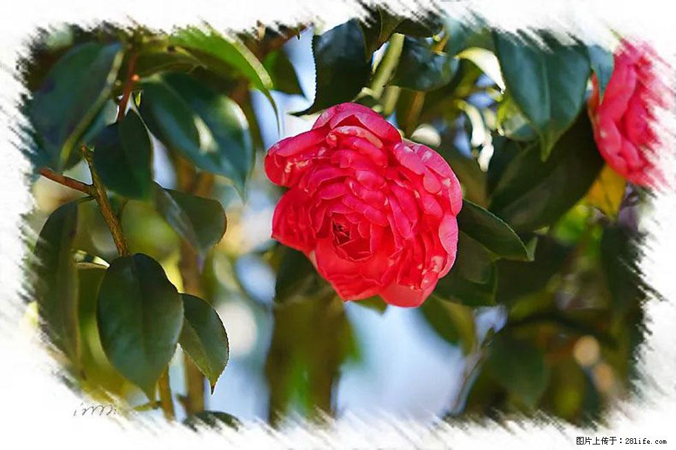 【春天，广西桂林灌阳县向您发出邀请！】杨柳井茶花惹人爱 - 游山玩水 - 丽水生活社区 - 丽水28生活网 lishui.28life.net