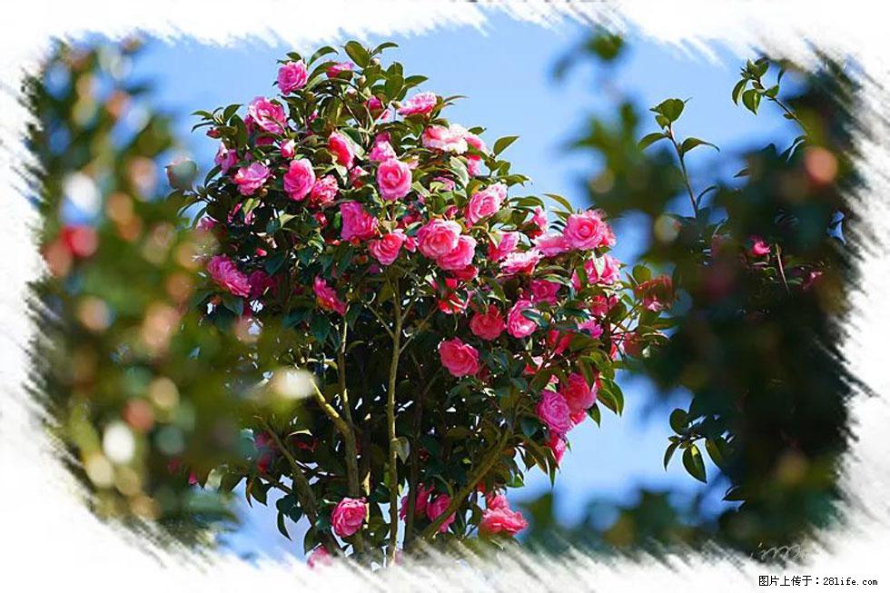 【春天，广西桂林灌阳县向您发出邀请！】杨柳井茶花惹人爱 - 游山玩水 - 丽水生活社区 - 丽水28生活网 lishui.28life.net