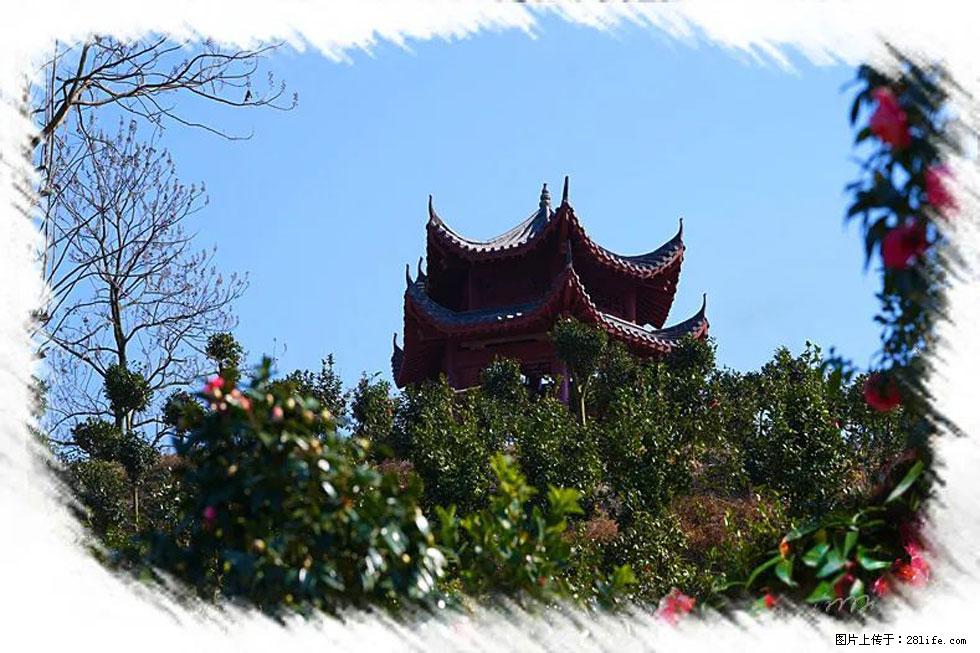 【春天，广西桂林灌阳县向您发出邀请！】杨柳井茶花惹人爱 - 游山玩水 - 丽水生活社区 - 丽水28生活网 lishui.28life.net