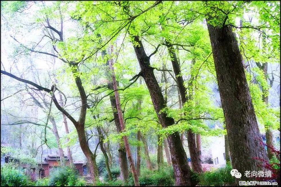 【春天，广西桂林灌阳县向您发出邀请！】在小龙村与春天约会 - 游山玩水 - 丽水生活社区 - 丽水28生活网 lishui.28life.net
