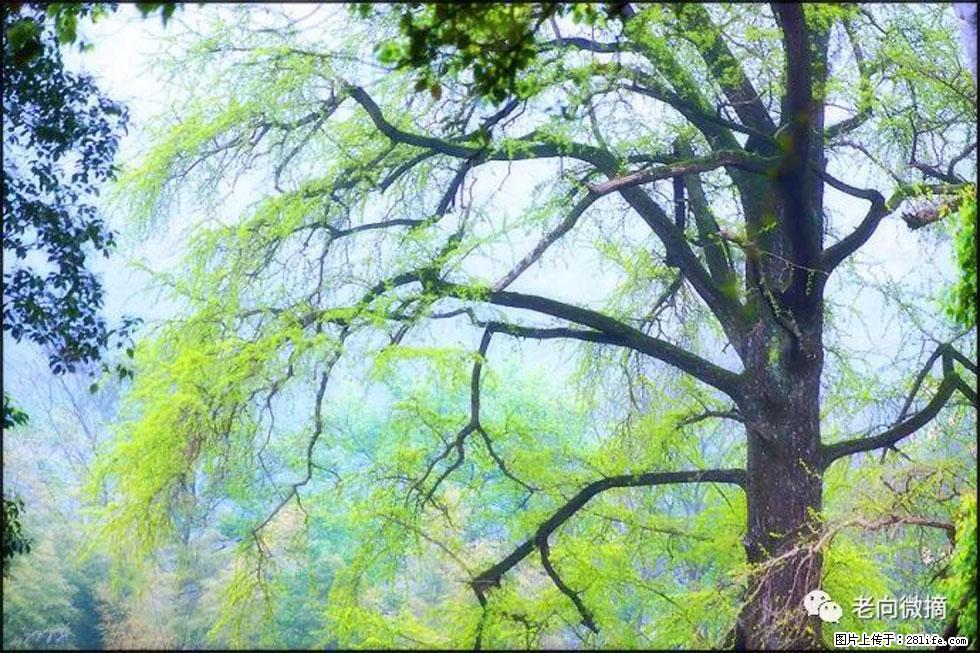 【春天，广西桂林灌阳县向您发出邀请！】在小龙村与春天约会 - 游山玩水 - 丽水生活社区 - 丽水28生活网 lishui.28life.net