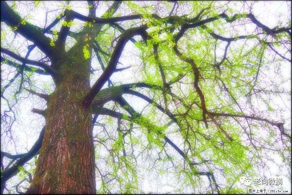 【春天，广西桂林灌阳县向您发出邀请！】在小龙村与春天约会 - 游山玩水 - 丽水生活社区 - 丽水28生活网 lishui.28life.net