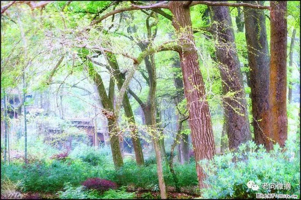 【春天，广西桂林灌阳县向您发出邀请！】在小龙村与春天约会 - 游山玩水 - 丽水生活社区 - 丽水28生活网 lishui.28life.net