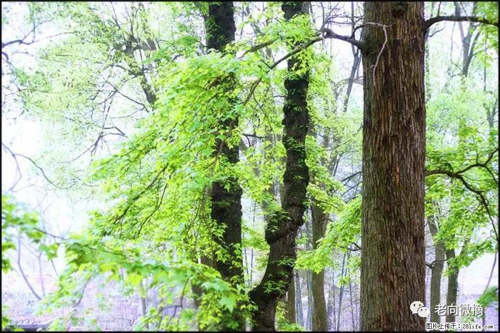 【春天，广西桂林灌阳县向您发出邀请！】在小龙村与春天约会 - 游山玩水 - 丽水生活社区 - 丽水28生活网 lishui.28life.net