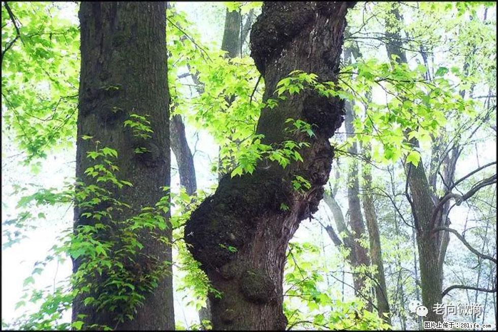 【春天，广西桂林灌阳县向您发出邀请！】在小龙村与春天约会 - 游山玩水 - 丽水生活社区 - 丽水28生活网 lishui.28life.net