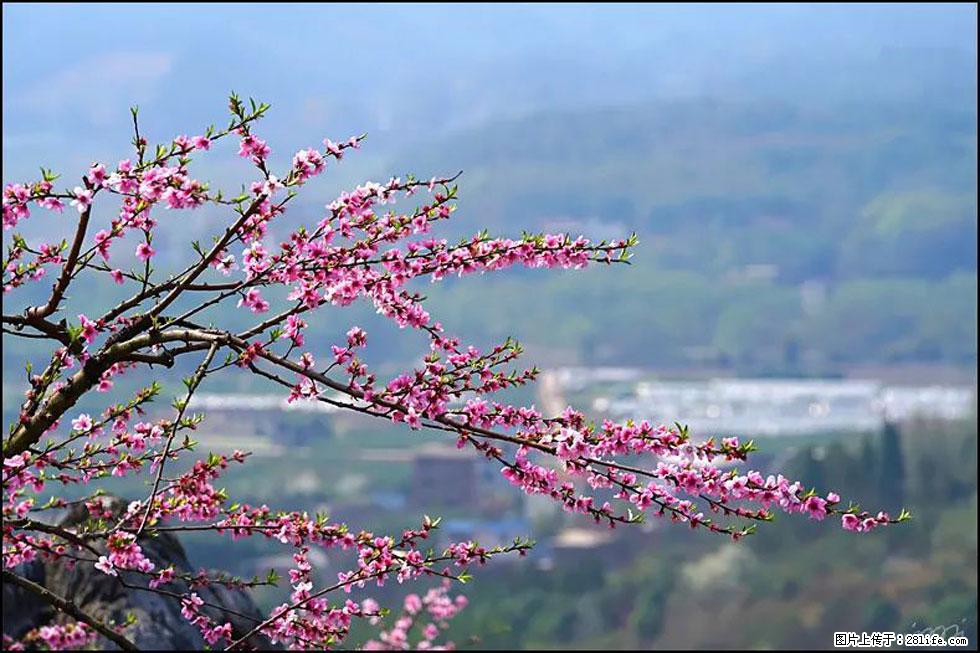 【春天，广西桂林灌阳县向您发出邀请！】望月岭上桃花开 - 游山玩水 - 丽水生活社区 - 丽水28生活网 lishui.28life.net