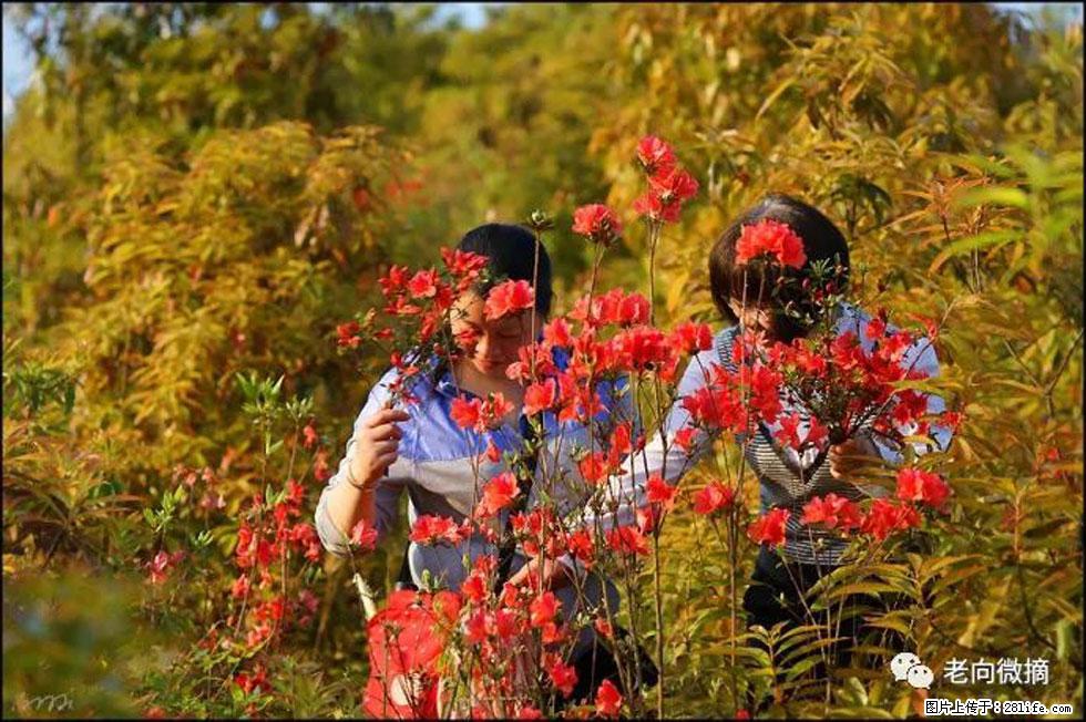 【春天，广西桂林灌阳县向您发出邀请！】登麒麟山，相约映山红 - 游山玩水 - 丽水生活社区 - 丽水28生活网 lishui.28life.net
