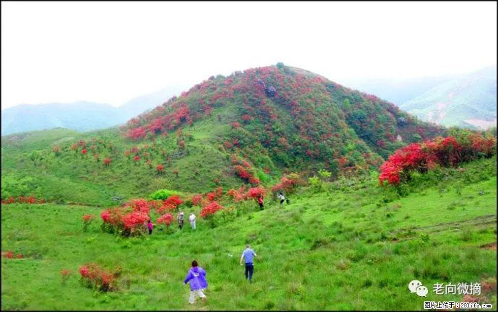 【春天，广西桂林灌阳县向您发出邀请！】宝盖山上映山红 - 游山玩水 - 丽水生活社区 - 丽水28生活网 lishui.28life.net