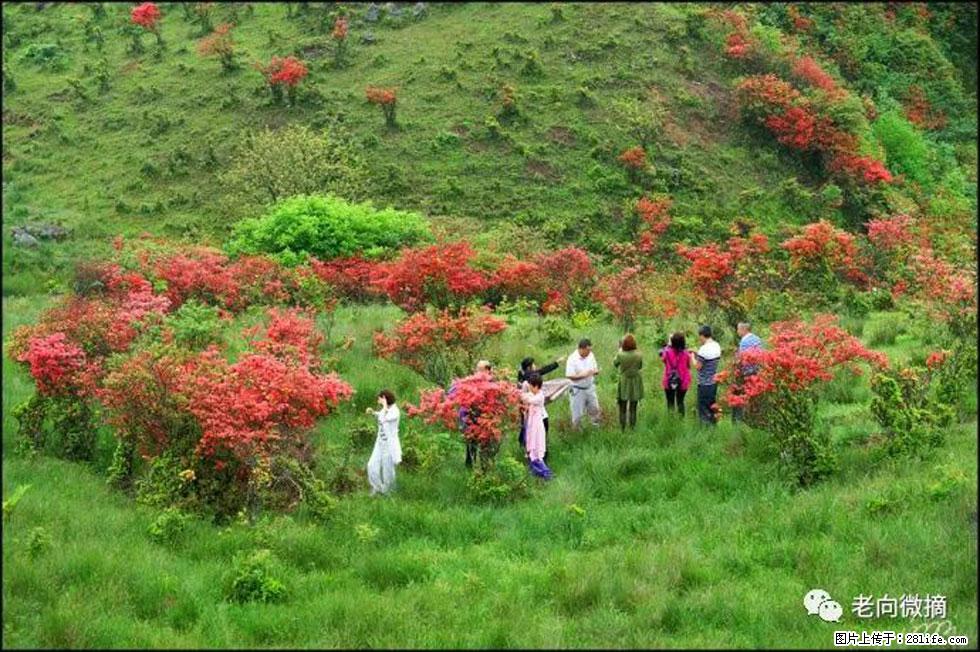 【春天，广西桂林灌阳县向您发出邀请！】宝盖山上映山红 - 游山玩水 - 丽水生活社区 - 丽水28生活网 lishui.28life.net