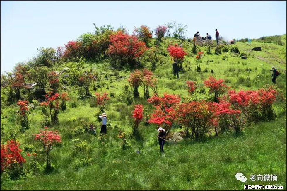 【春天，广西桂林灌阳县向您发出邀请！】宝盖山上映山红 - 游山玩水 - 丽水生活社区 - 丽水28生活网 lishui.28life.net