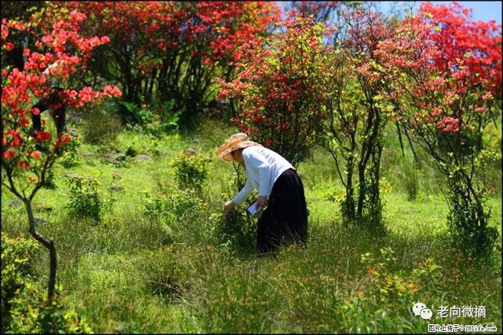 【春天，广西桂林灌阳县向您发出邀请！】宝盖山上映山红 - 游山玩水 - 丽水生活社区 - 丽水28生活网 lishui.28life.net