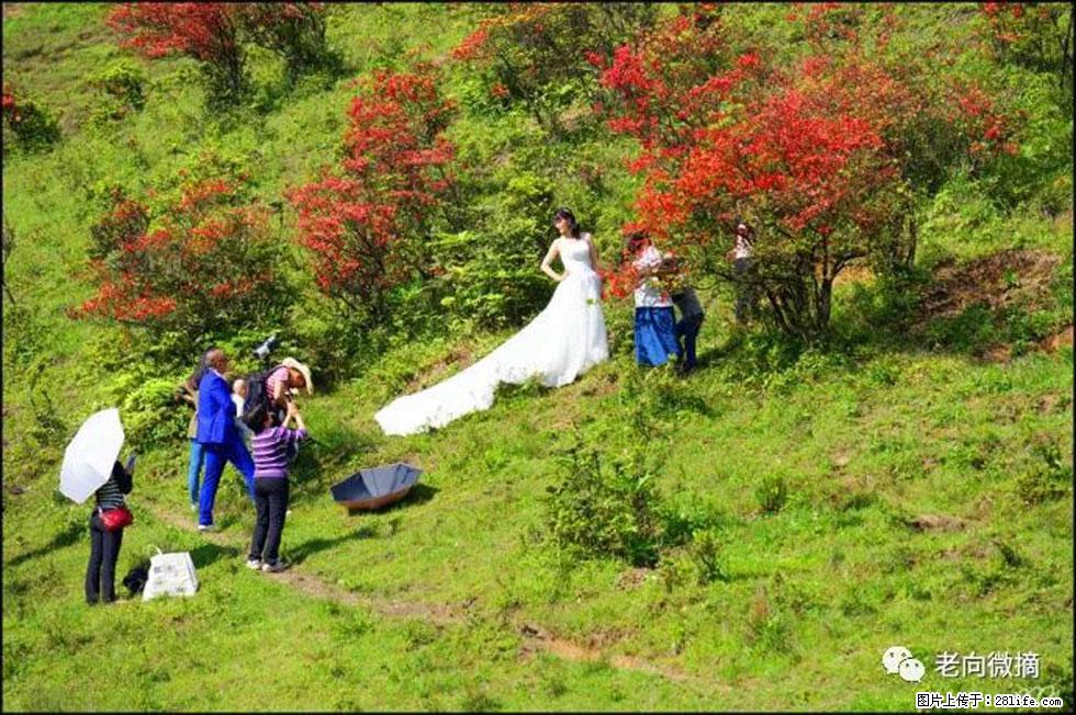 【春天，广西桂林灌阳县向您发出邀请！】宝盖山上映山红 - 游山玩水 - 丽水生活社区 - 丽水28生活网 lishui.28life.net