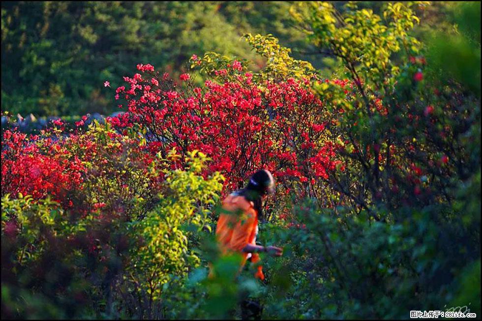 【春天，广西桂林灌阳县向您发出邀请！】春木界上映山红 - 游山玩水 - 丽水生活社区 - 丽水28生活网 lishui.28life.net