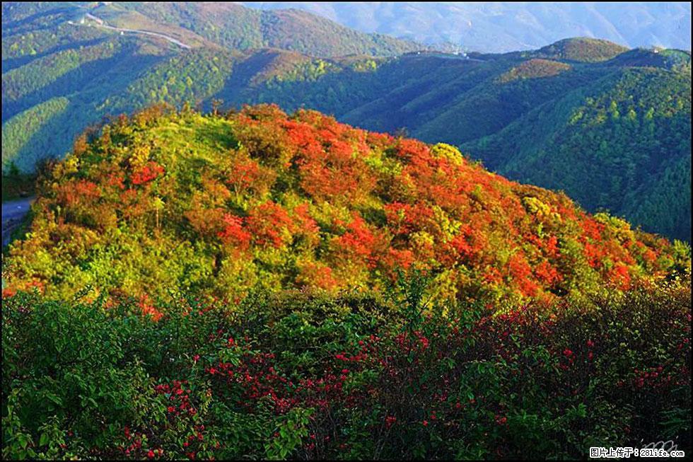 【春天，广西桂林灌阳县向您发出邀请！】春木界上映山红 - 游山玩水 - 丽水生活社区 - 丽水28生活网 lishui.28life.net