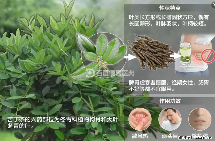苦丁茶有哪些功效和作用 - 生活百科 - 丽水生活社区 - 丽水28生活网 lishui.28life.net