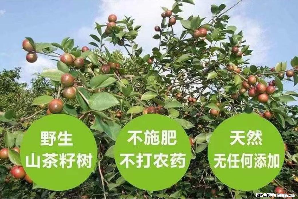 【灌阳县油茶产业示范区】一个有着充实的精神生活的人，对待身外之物自会有一种淡泊的态度 - 土特产 - 饮食特产 - 丽水分类信息 - 丽水28生活网 lishui.28life.net