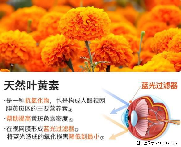 叶黄素有什么功效和作用 - 生活百科 - 丽水生活社区 - 丽水28生活网 lishui.28life.net