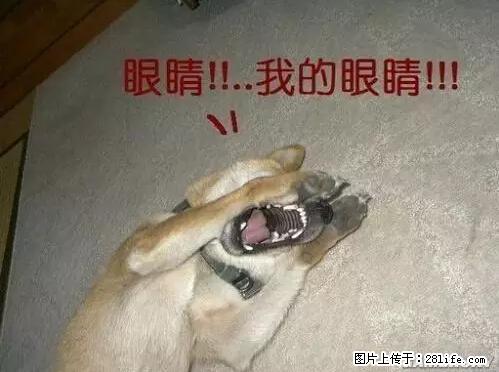 笑癫了！一女的怀孕三年未生，他终于忍不住了... - 娱乐八卦 - 丽水生活社区 - 丽水28生活网 lishui.28life.net