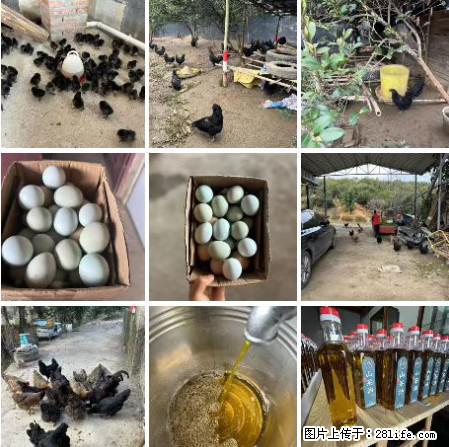 油茶园从小鸡仔开始养起的纯土鸡、土鸡蛋可以预定啦！还有前几天刚榨的纯山茶油哦 - 美食天地 - 丽水生活社区 - 丽水28生活网 lishui.28life.net