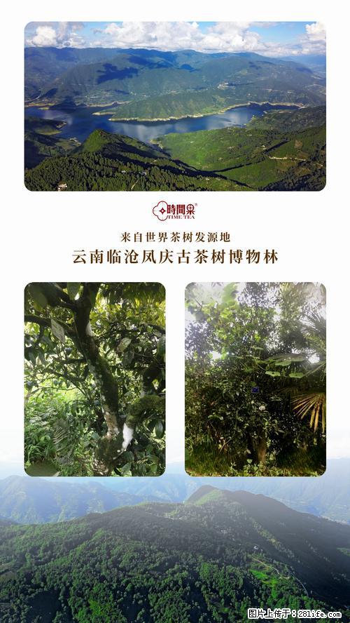 时间果百年古树2025年春红茶 - 购物交流 - 丽水生活社区 - 丽水28生活网 lishui.28life.net