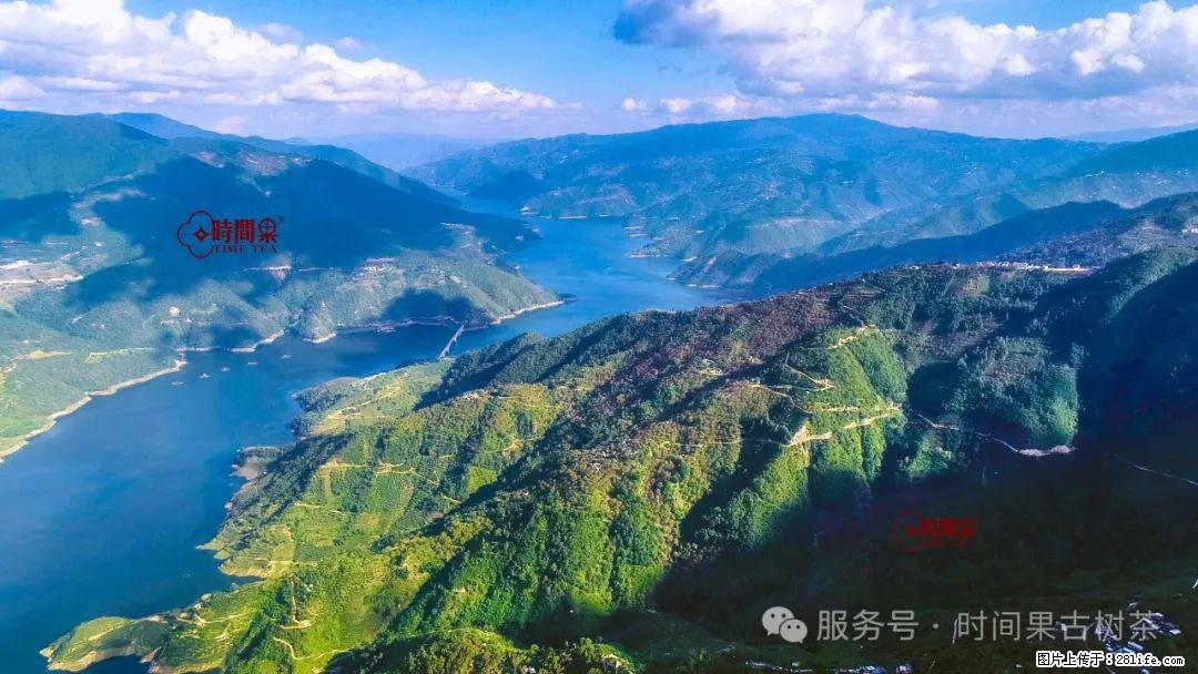 时间果百年古树龙珠普洱生茶 - 购物交流 - 丽水生活社区 - 丽水28生活网 lishui.28life.net