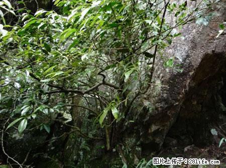 平乐石崖茶，珍贵仅次于金花茶 - 丽水生活资讯 - 丽水28生活网 lishui.28life.net