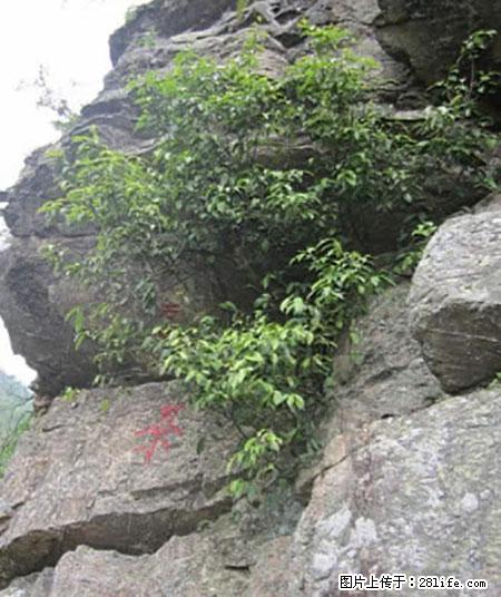 平乐石崖茶，珍贵仅次于金花茶 - 丽水生活资讯 - 丽水28生活网 lishui.28life.net