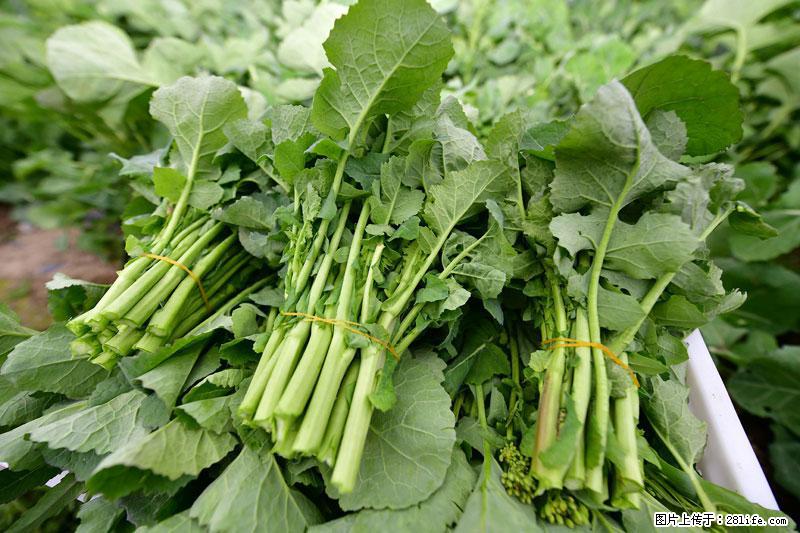 这些蔬菜是“天然钙片”，这6种被医生重点推荐 - 丽水生活资讯 - 丽水28生活网 lishui.28life.net